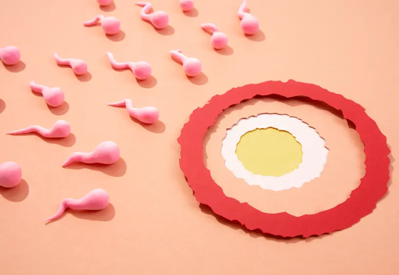 Egg Quality vs Egg Quantity: What the Difference Really Means and What You Can Improve