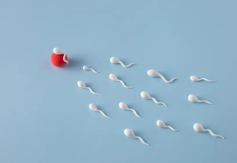 DuoStim Explained: Two Egg Retrievals in One Cycle for Low and Poor Responders